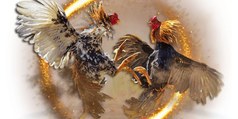 Giới thiệu về lịch sử phát triển của đá gà Mỹ