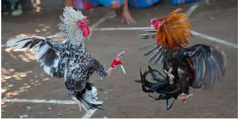 Phân tích những trận thi đấu gà Mỹ đỉnh cao