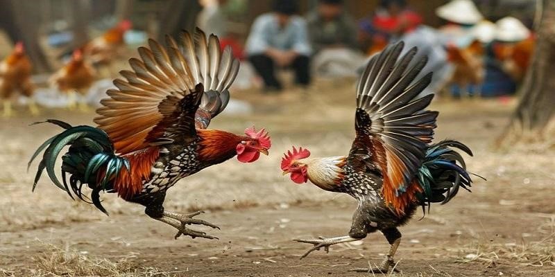 Quy định về thời gian thi đấu của một trận gà Mỹ