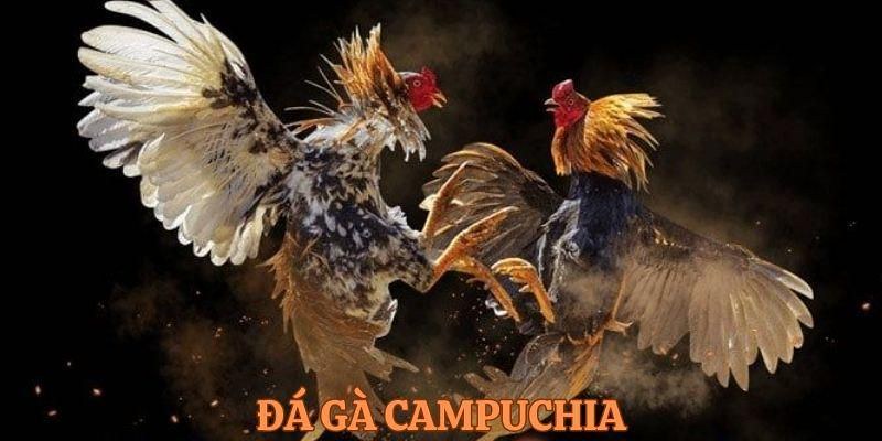 Tổng quan hình thức thi đấu đá gà Campuchia