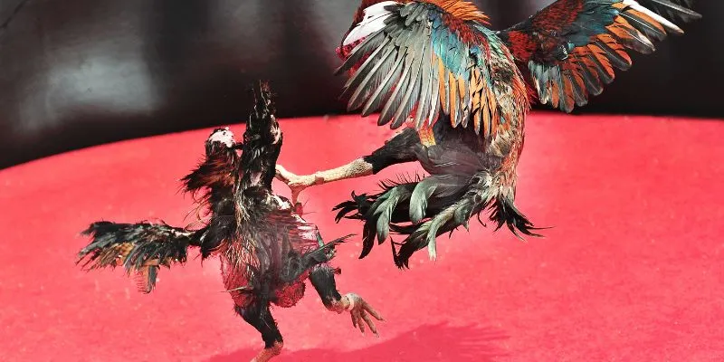 Ưu điểm nổi bật của đá gà C1 trên nền tảng ko66