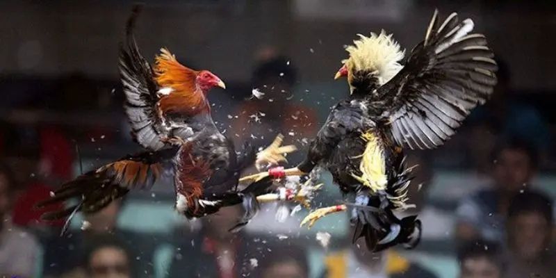 Tổng quát về sảnh chơi đá gà