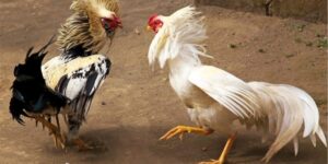 Hướng dẫn luật chơi đá gà cựa sắt cơ bản