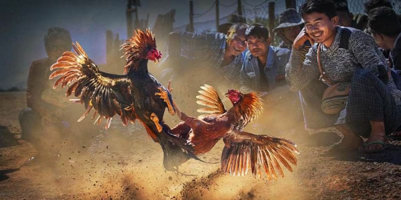 Mẹo chọn gà thông minh