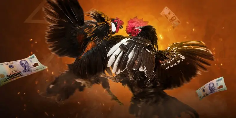 Hiểu hơn về đá gà Thomo xanh trích