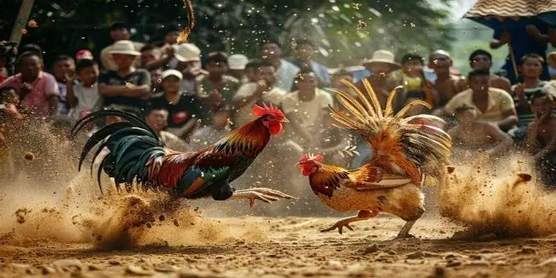 Mẹo tất chiến tất thắng tại đá gà xanh trích